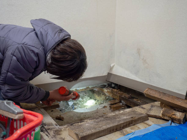 Reliable Franklin Park, IL Mold Removal Solutions